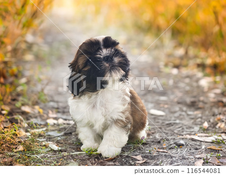 puppy shih tzu in nature puppy shih tzu in nature 116544081