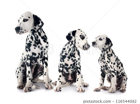 puppies dalmatians in studio 116544082