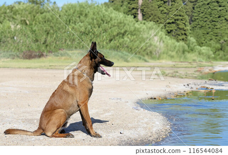 belgian shepherd in nature 116544084