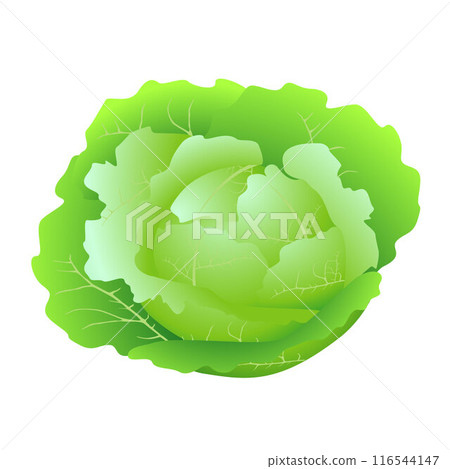 Whole fresh green cabbage isolated on white background. Whole fresh green cabbage isolated on white background. 116544147