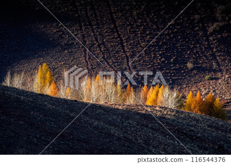 Fiery autumn contrast of nature, impressive minimalistic landscape. Fiery autumn contrast of nature, impressive minimalistic landscape. 116544376