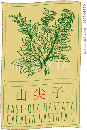 Vector drawing HASTEOLA HASTATA in Chinese. Hand drawn illustration. The Latin name is CACALIA HASTATA L Vector drawing HASTEOLA HASTATA in Chinese. Hand drawn illustration. The Latin name is CACALIA HASTATA L 116544470
