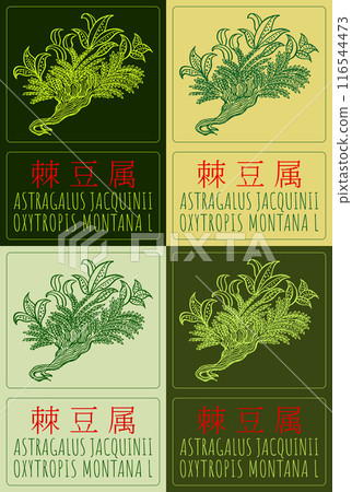 Set of vector drawing ASTRAGALUS JACQUINII in Chinese in various colors. Hand drawn illustration. The Latin name is OXYTROPIS MONTANA L. Set of vector drawing ASTRAGALUS JACQUINII in Chinese in various colors. Hand drawn illustration. The Latin name is OXYTROPIS MONTANA L. 116544473