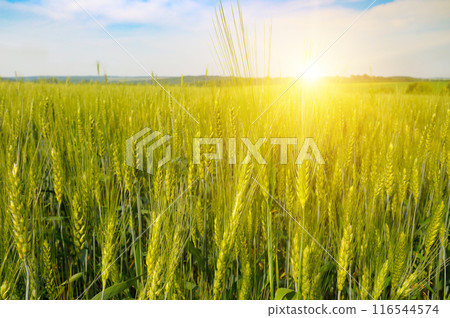 Green wheat field and colorful sunrise. Green wheat field and colorful sunrise. 116544574