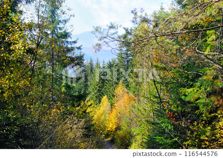 Colorful autumn landscape in the woods Carpathian Mountains, Ukraine. Colorful autumn landscape in the woods Carpathian Mountains, Ukraine. 116544576
