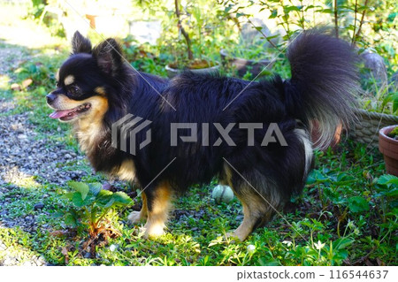 Side view of a long-coated Chihuahua standing in the shade of a tree 116544637