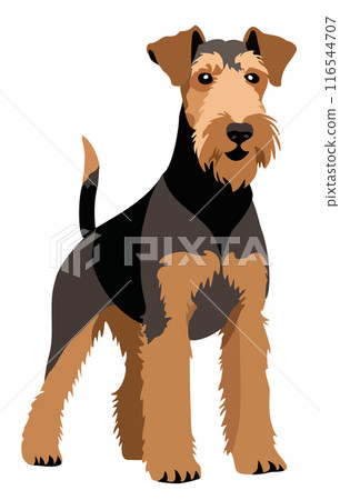 Airedale terrier. Vector isolated illustration 116544707
