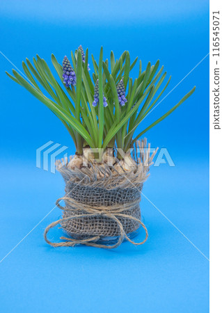 Spring Bulbs in Blue 116545071
