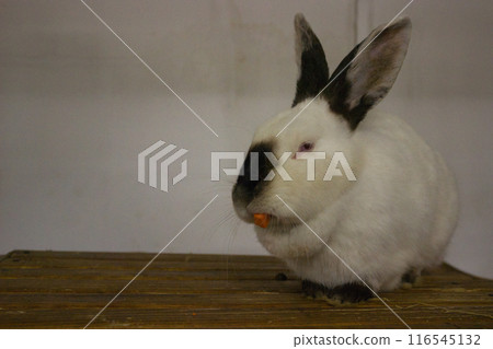 White Rabbit Enjoying a Carrot Snack White Rabbit Enjoying a Carrot Snack 116545132