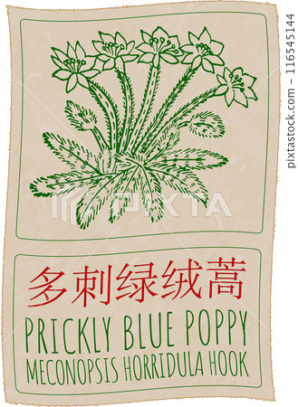 Vector drawing PRICKLY BLUE POPPY in Chinese. Hand drawn illustration. The Latin name is MECONOPSIS HORRIDULA HOOK 116545144