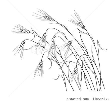 Ripe Wheat Ears Outline Drawing 116545179