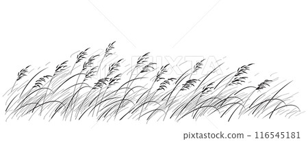 Monochrome Wild Cereals and Grasses Sketch Monochrome Wild Cereals and Grasses Sketch 116545181