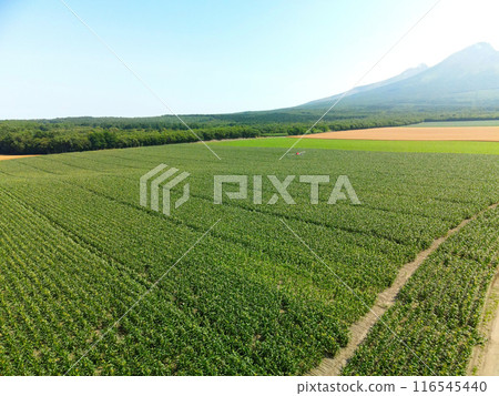 Photographing the scenery of a dent corn field in Morimachi, Hokkaido in summer Photographing the scenery of a dent corn field in Morimachi, Hokkaido in summer 116545440