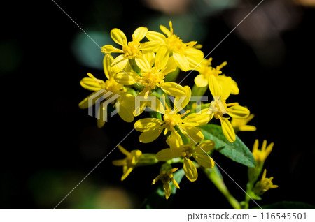 Affiliation 116545501