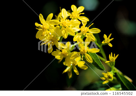 黃花 黃花 116545502