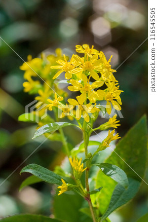 黃花 黃花 116545505