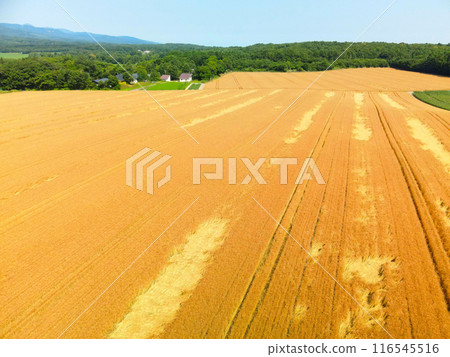 夏季拍攝北海道森町秋季麥田風光 116545516