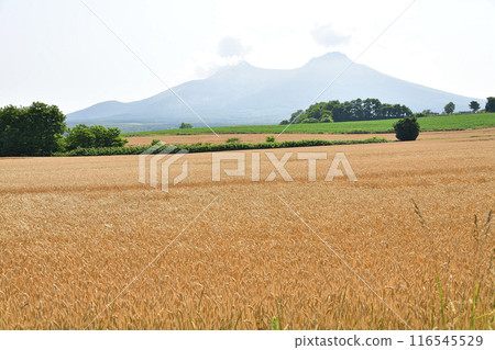 Photographing the wheat fields in Morimachi, Hokkaido in summer as the wheat harvest approaches 116545529
