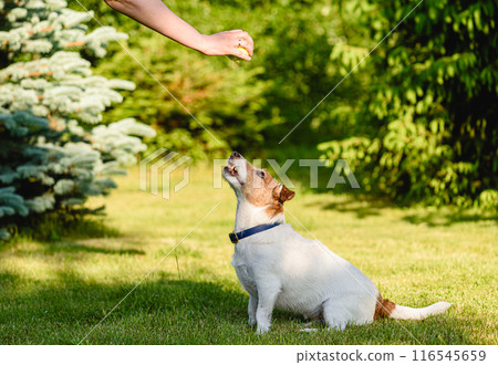 Woman training a dog outdoors using tennis ball toy as positive reinforcement Woman training a dog outdoors using tennis ball toy as positive reinforcement 116545659
