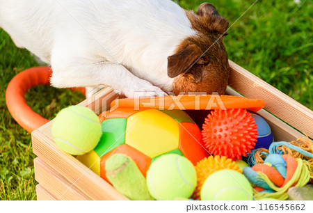 Dog looking for his favorite toy in box full of balls and pet toys 116545662