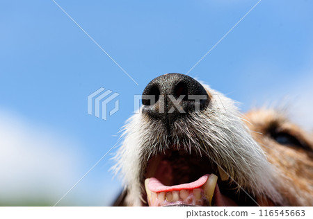 Close up of wet black dog nose sparkling in the sun on hot summer day. 116545663
