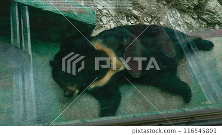 mammal wildlife asian animal nature black cute wild himalayan big brown bear asia 116545801