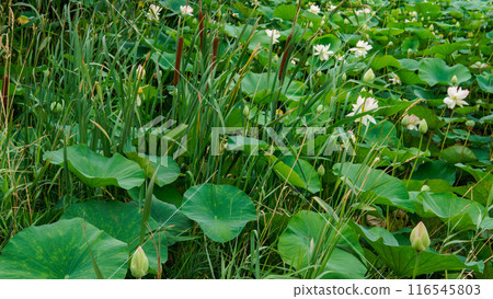 lotus flower flora petal beauty flower lotus zen pond green background bloom garden nature lotus flower flora petal beauty flower lotus zen pond green background bloom garden nature 116545803