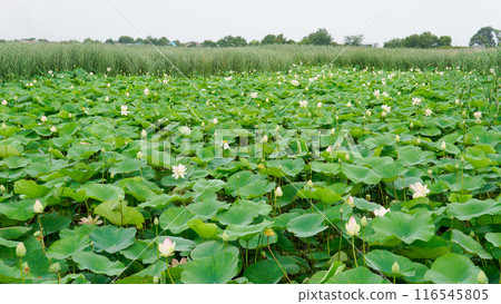nature garden beauty zen bloom background flora green pond lotus lotus flower flower petal nature garden beauty zen bloom background flora green pond lotus lotus flower flower petal 116545805