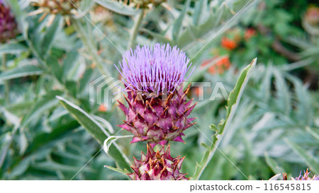 flat composition order cardun daylight dry decorative violet blossom cynara space copy lay flat composition order cardun daylight dry decorative violet blossom cynara space copy lay 116545815