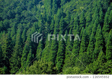 Beautiful summer mountain greenery Beautiful summer mountain greenery 116545932