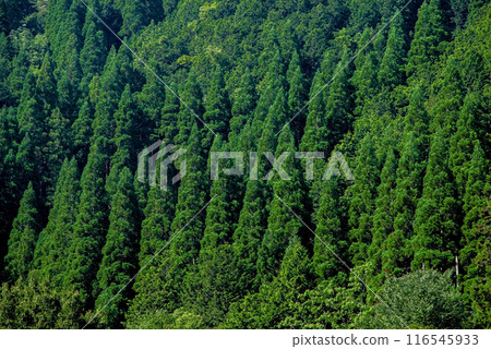 Beautiful summer mountain greenery 116545933
