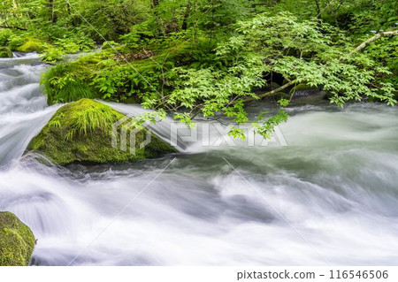 Summer Oirase Gorge, Ishigedo Rapids, Towada City, Aomori Prefecture Summer Oirase Gorge, Ishigedo Rapids, Towada City, Aomori Prefecture 116546506