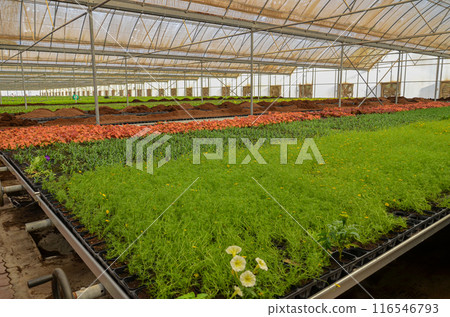 Flower Plants grown in an industrial scale in a weather controlled glasshouse 116546793