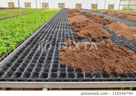 Plants grown in an industrial scale in a weather controlled glasshouse 116546794