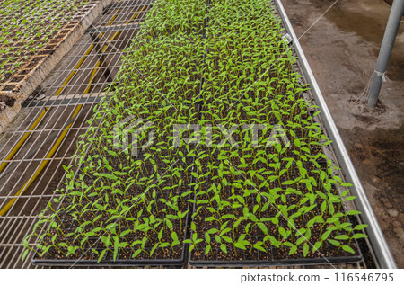 Plants grown in an industrial scale in a weather controlled glasshouse Plants grown in an industrial scale in a weather controlled glasshouse 116546795