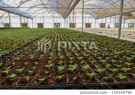 Plants grown in an industrial scale in a weather controlled glasshouse Plants grown in an industrial scale in a weather controlled glasshouse 116546796