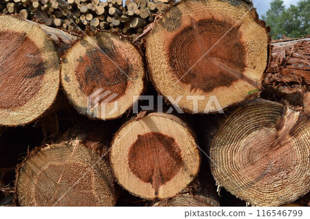 Logs of cut cedar Shonai, Yamagata Prefecture Logs of cut cedar Shonai, Yamagata Prefecture 116546799