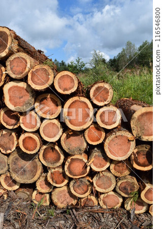 Logs of cut cedar Shonai, Yamagata Prefecture Logs of cut cedar Shonai, Yamagata Prefecture 116546800