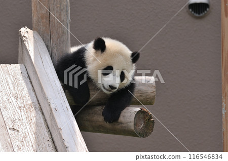 Yohama relaxing on the playground equipment 116546834