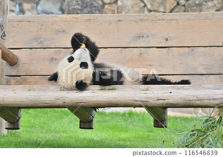 The beach where you can sit on a swing and eat snacks 116546839