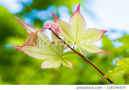 Acer palmatum with red leaf tips Acer palmatum with red leaf tips 116546935