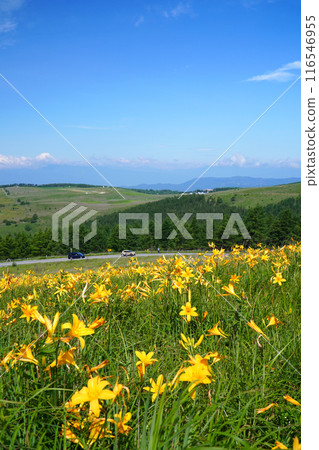 Nikko sedge that blooms in the Kirigamine plateau Nikko sedge that blooms in the Kirigamine plateau 116546955