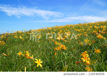 Nikko sedge that blooms in the Kirigamine plateau 116546956