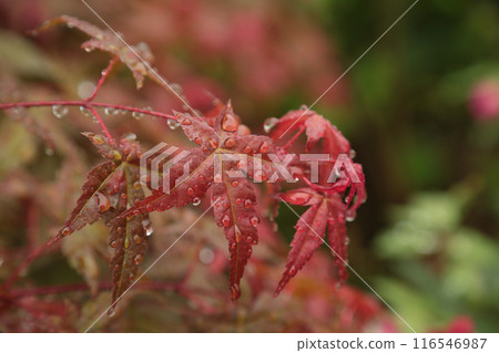 秋天的樹葉滴水 116546987