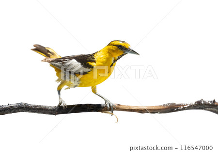Bullock's Oriole Bird Close-up Perched on a Branch Isolated on a White Background. 116547000
