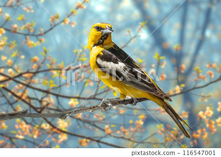 Bullock's Oriole Bird Close-up Perched on a Branch in the Meadow. 116547001