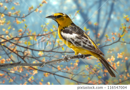 Bullock's Oriole Bird Close-up Perched on a Branch in the Meadow. 116547004