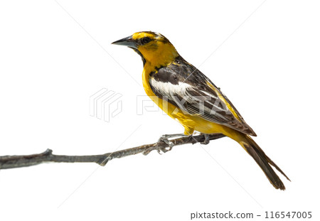 Bullock's Oriole Bird Close-up Perched on a Branch Isolated on a White Background. 116547005