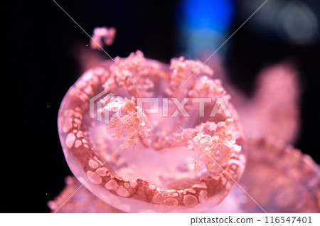 毛茸茸的水母 116547401