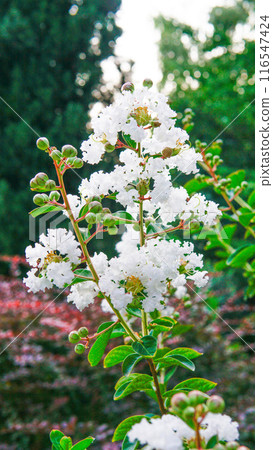 purple pink plant blossom petal botany blooming beautiful lythraceae colorful natural indian lilac 116547424